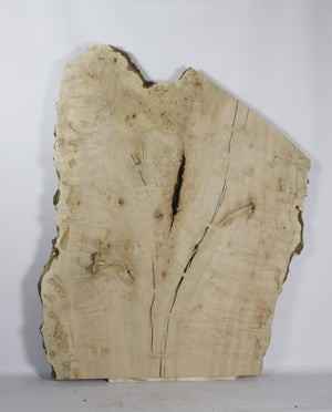 Live Edge Dining Table: Giant Maple Burl & Maple Burl